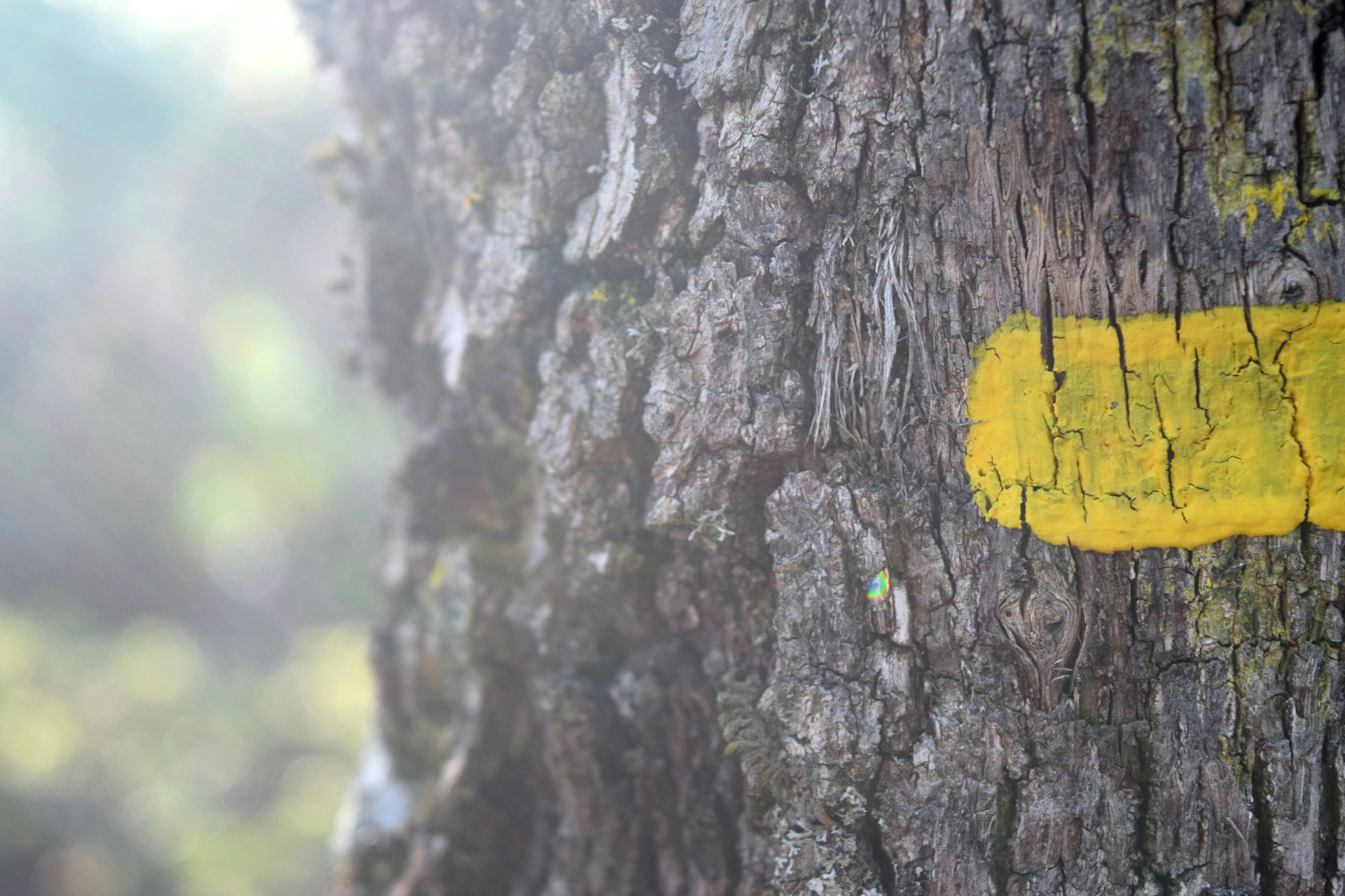 a close up of a yellow marker on a tree